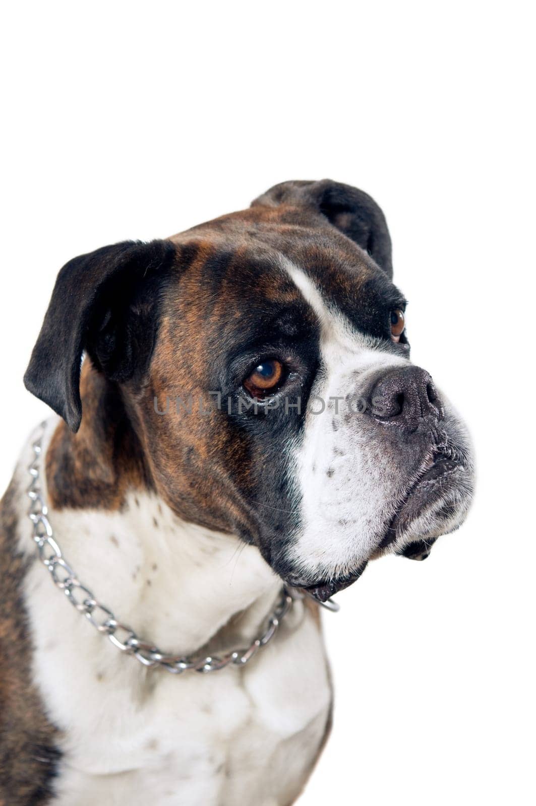 German boxer dog portrait isolated on a white background