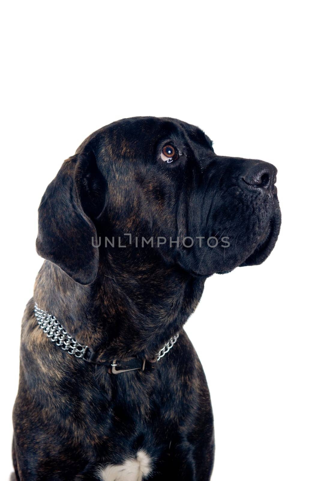 Cane-corso dog portrait isolated on white