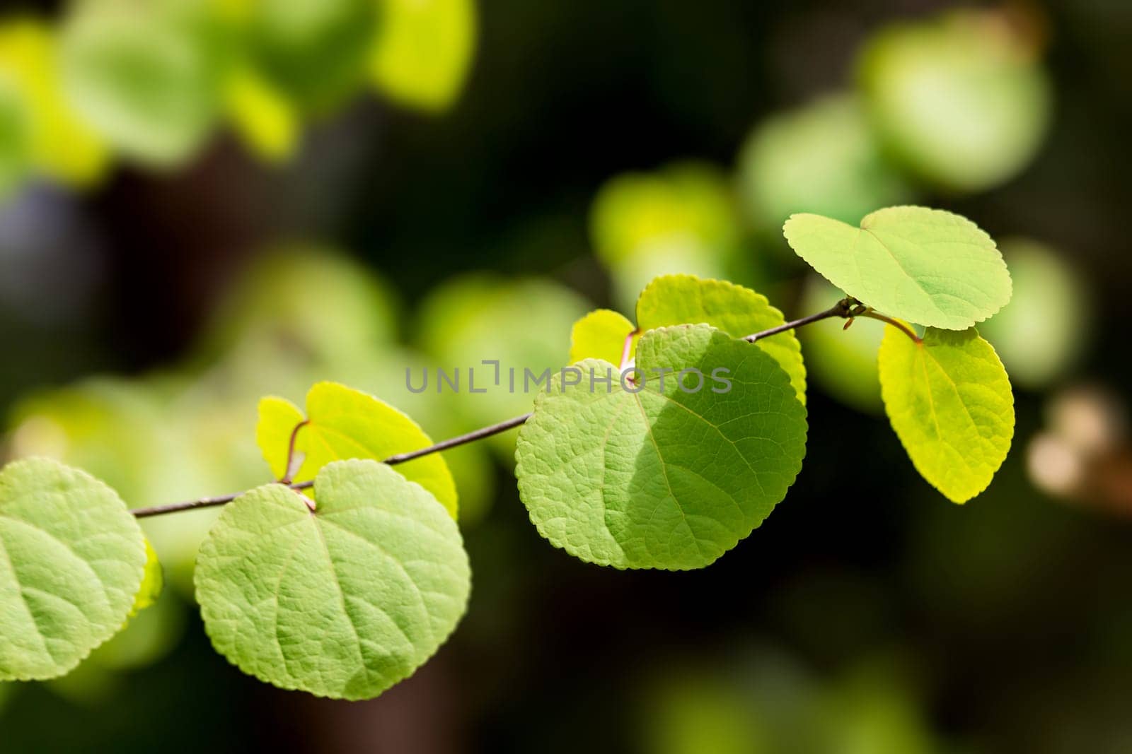 Round Blade Bokeh