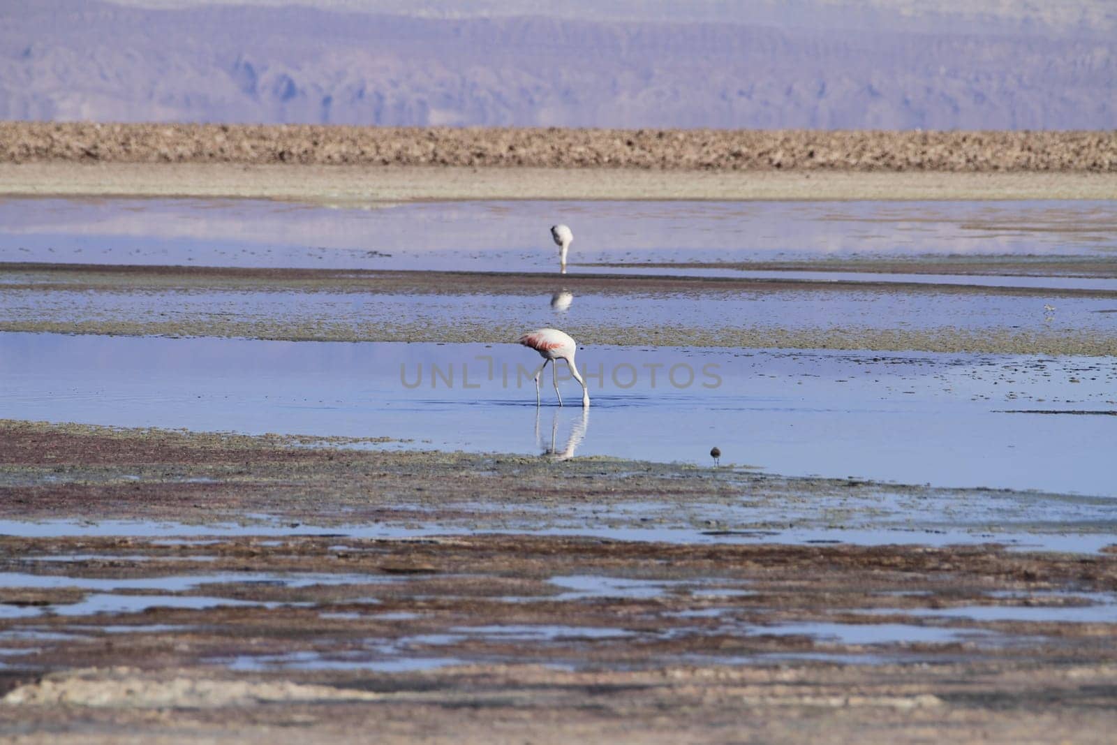 Flamengos in flamenco reserve in Salar de Atacama