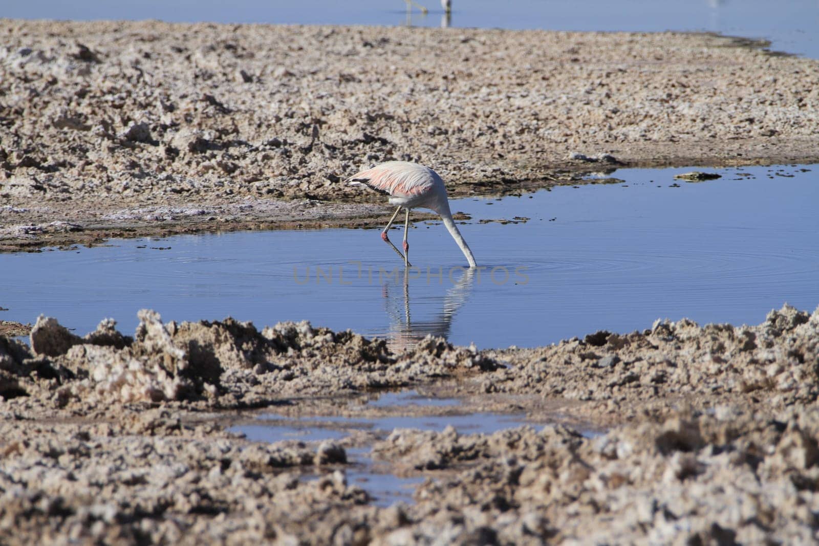 Flamengos in flamenco reserve in Salar de Atacama