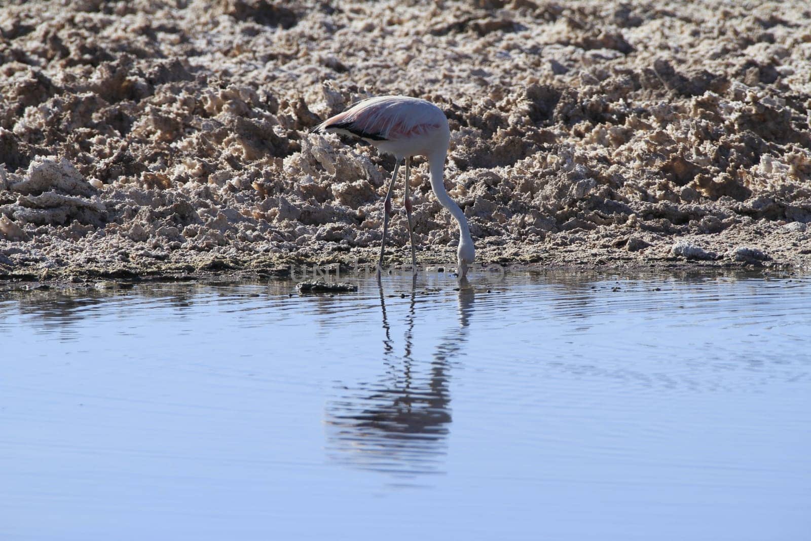 Flamengos in flamenco reserve in Salar de Atacama
