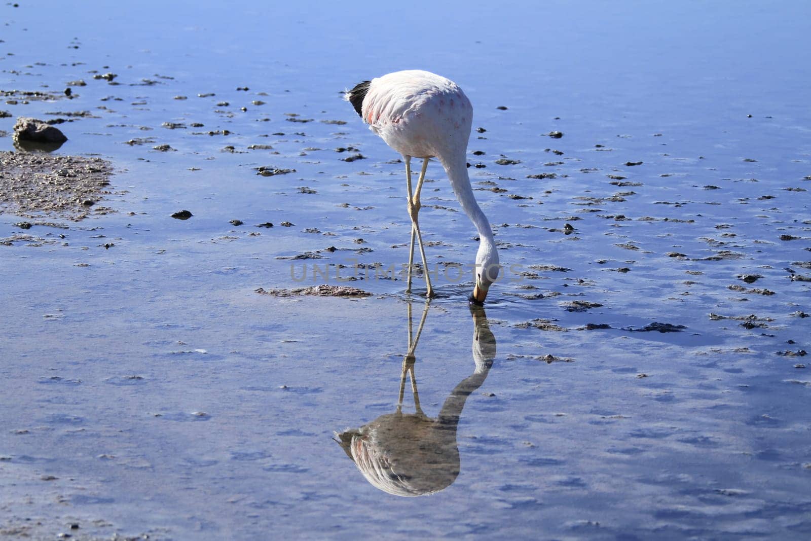Flamengos in flamenco reserve in Salar de Atacama