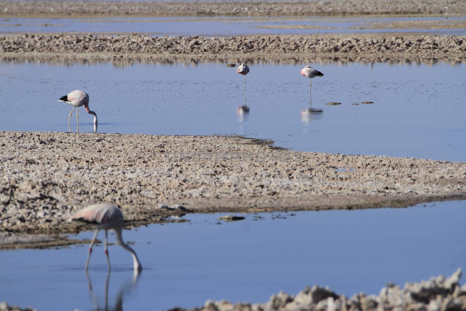 Flamengos in flamenco reserve in Salar de Atacama