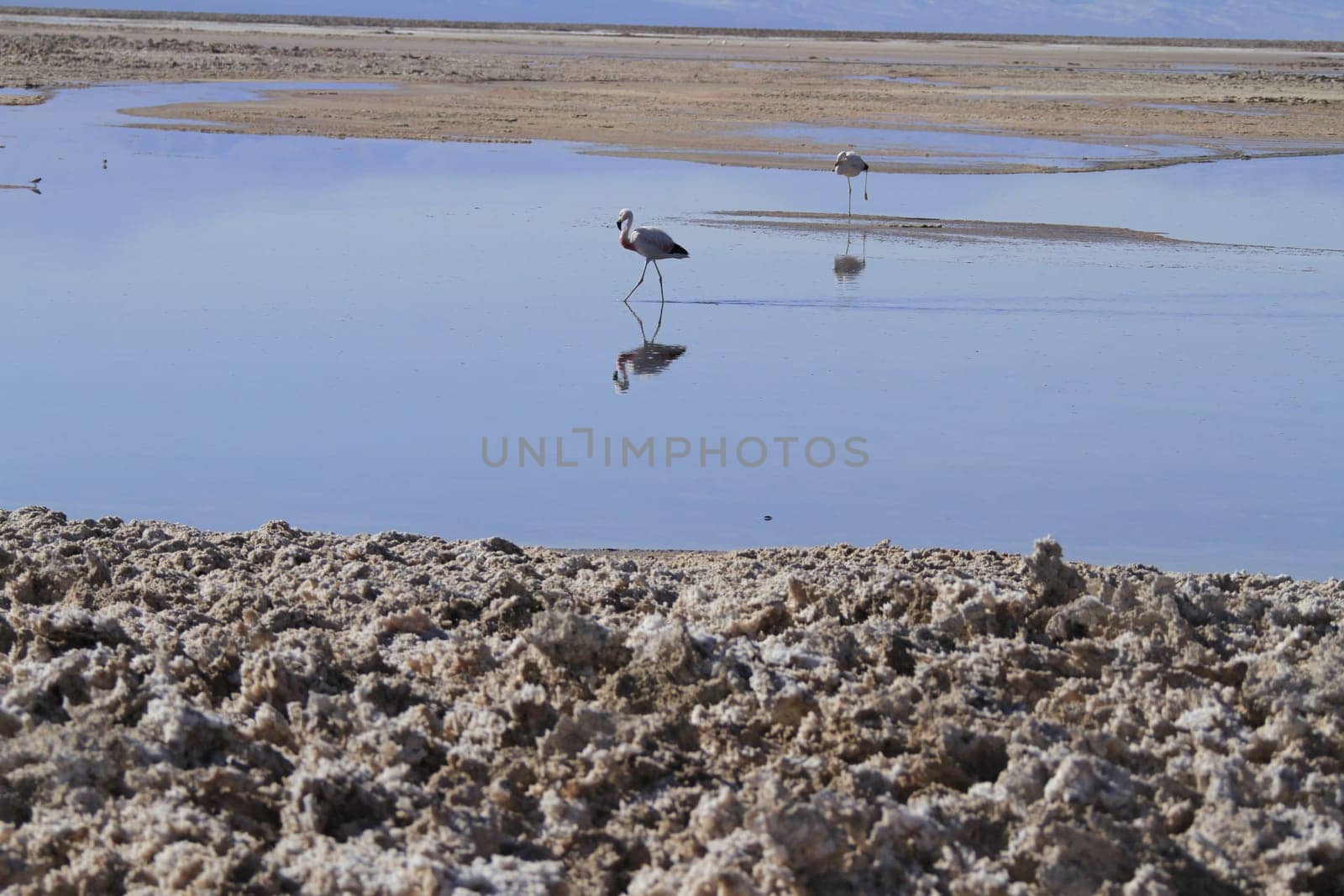 Flamengos in flamenco reserve in Salar de Atacama