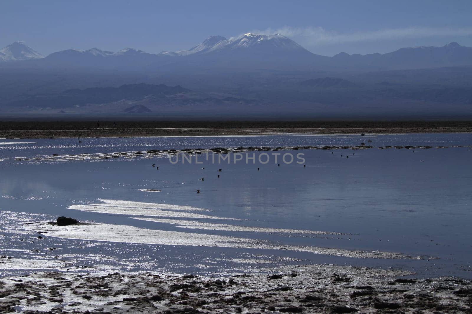Flamengos in flamenco reserve in Salar de Atacama