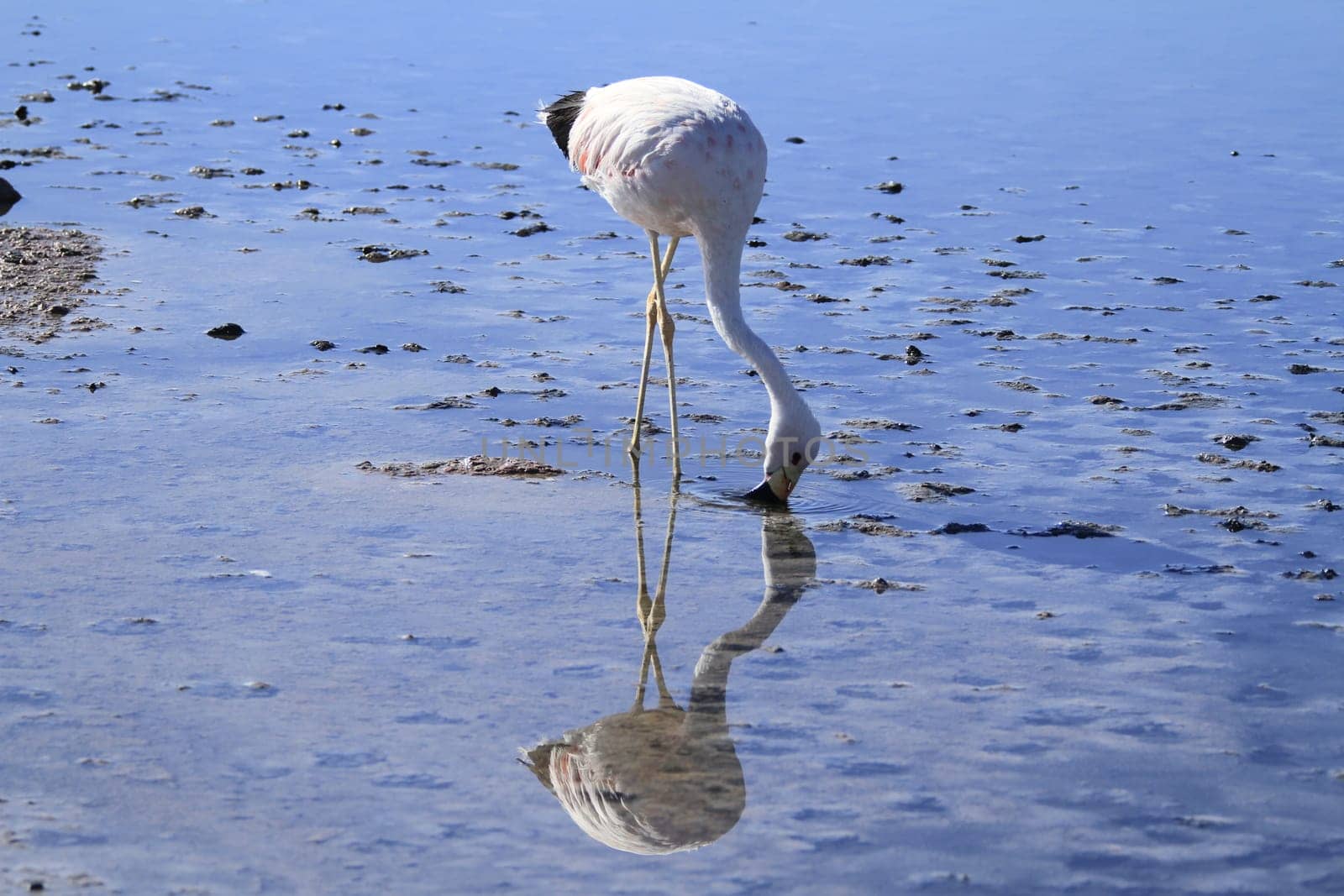 Flamengos in flamenco reserve in Salar de Atacama