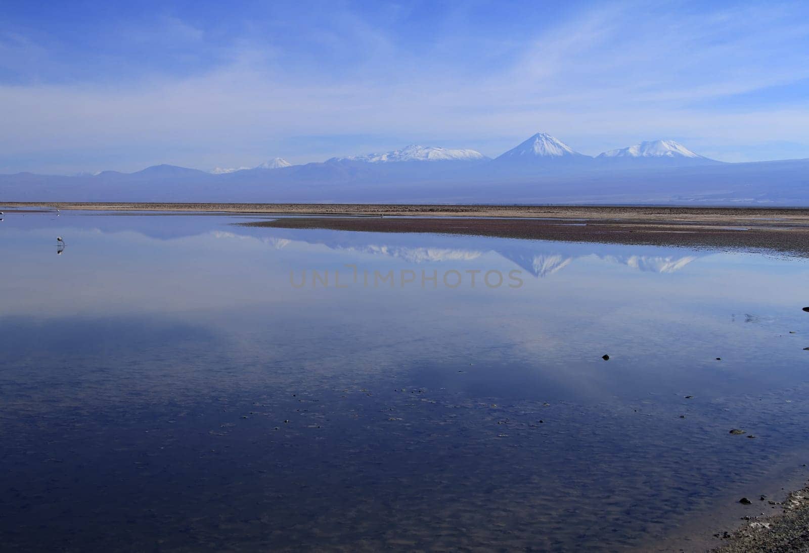 Flamengos in flamenco reserve in Salar de Atacama