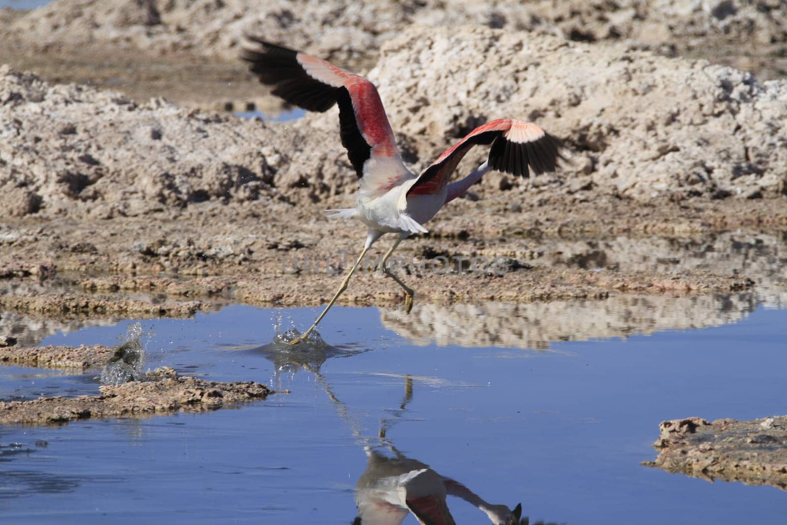 Flamengos in flamenco reserve in Salar de Atacama