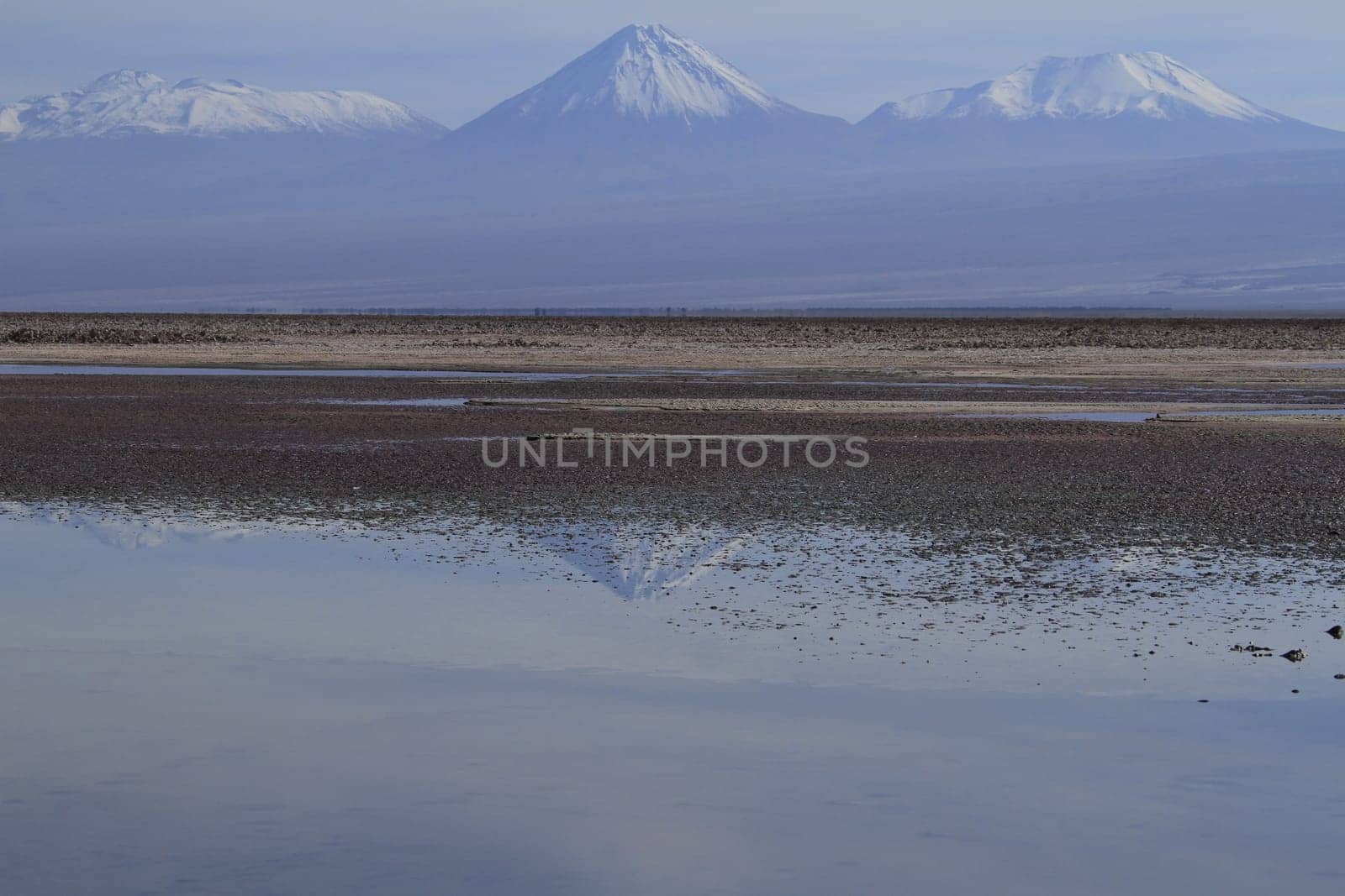 Flamengos in flamenco reserve in Salar de Atacama