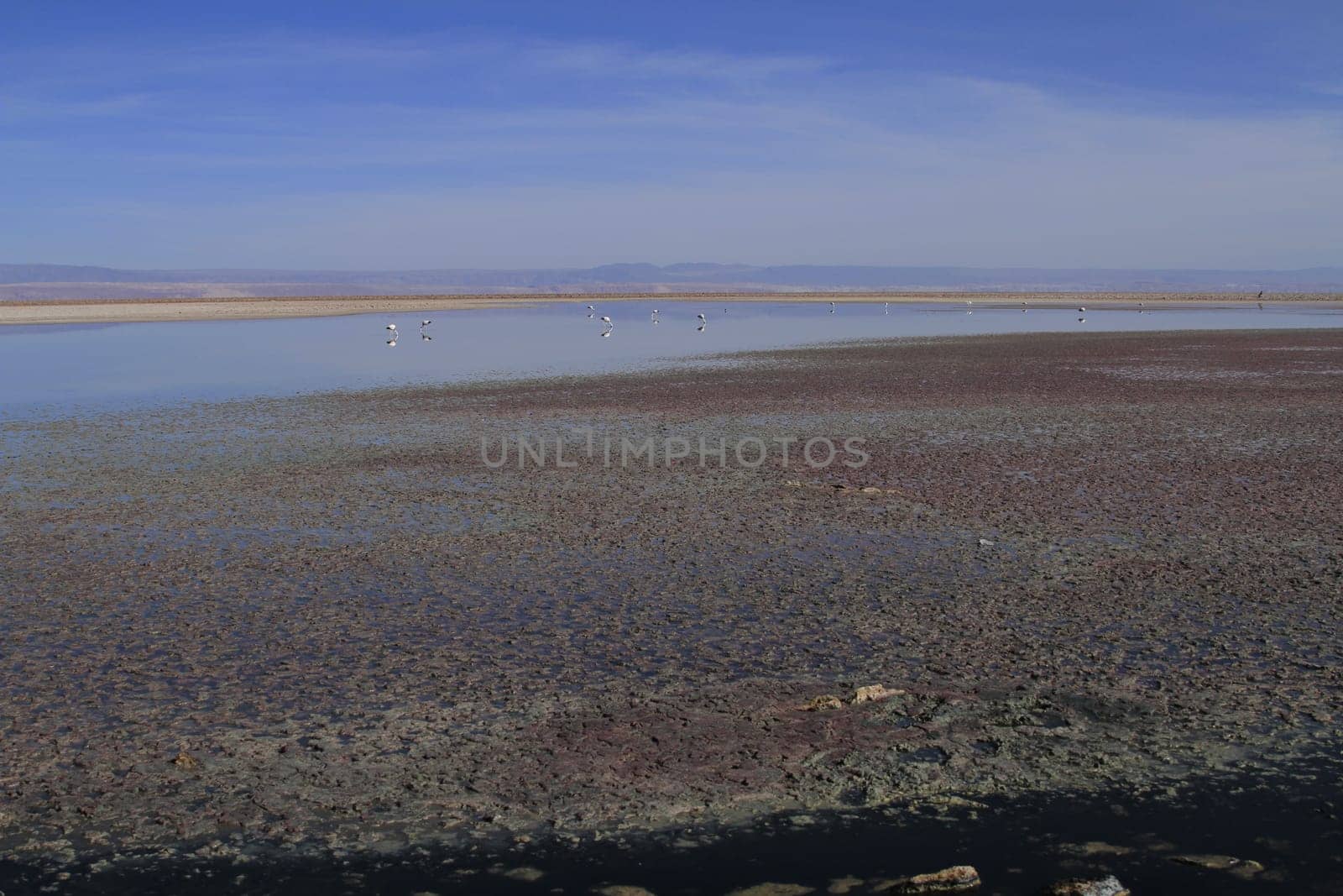 Flamengos in flamenco reserve in Salar de Atacama