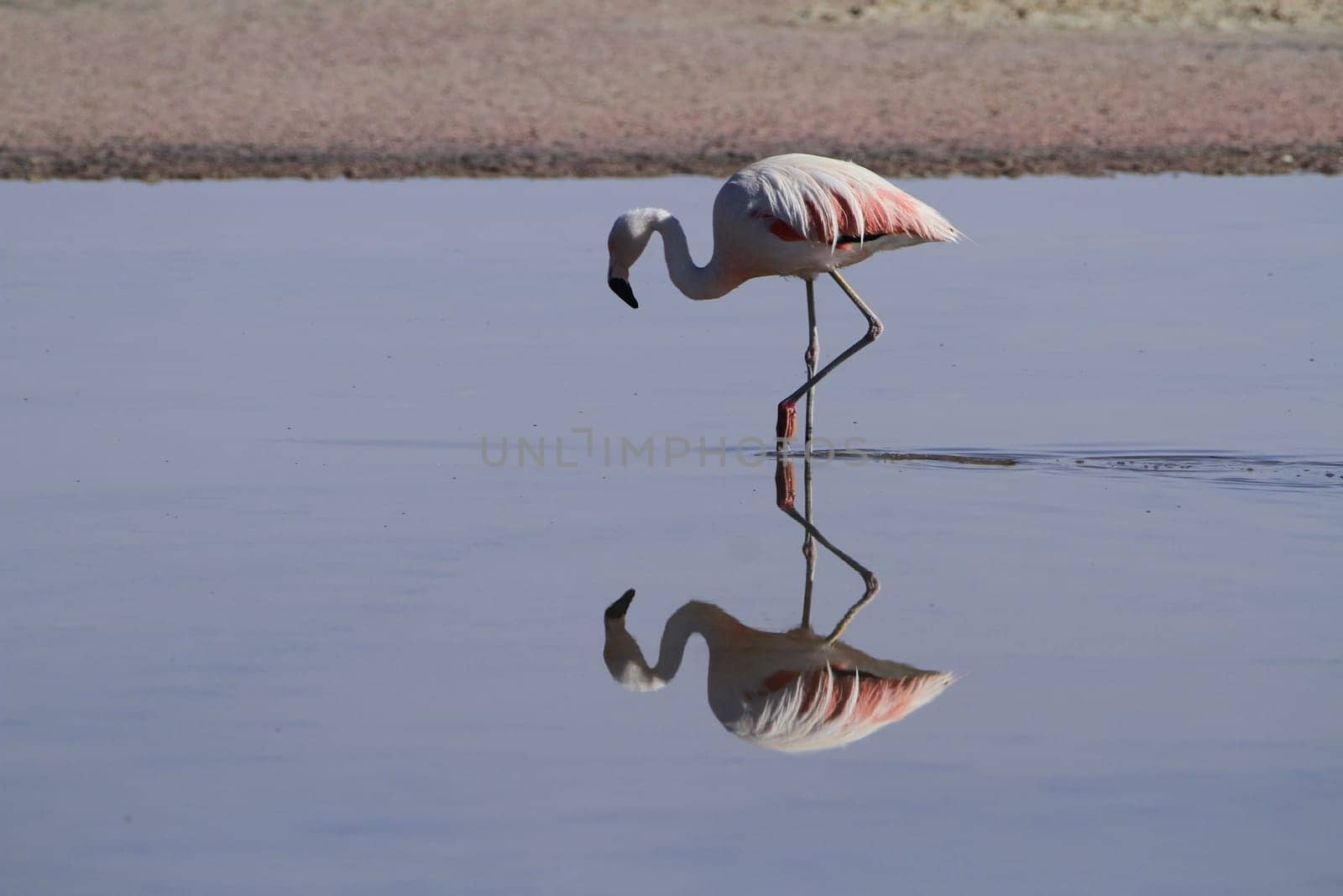 Flamengos in flamenco reserve in Salar de Atacama