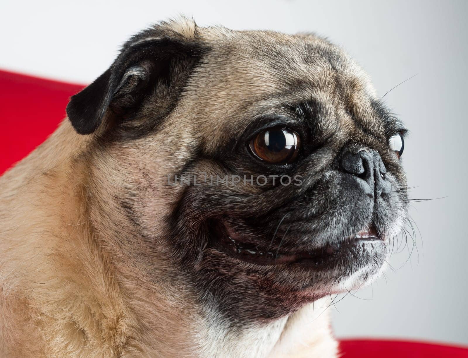 Cute Pug