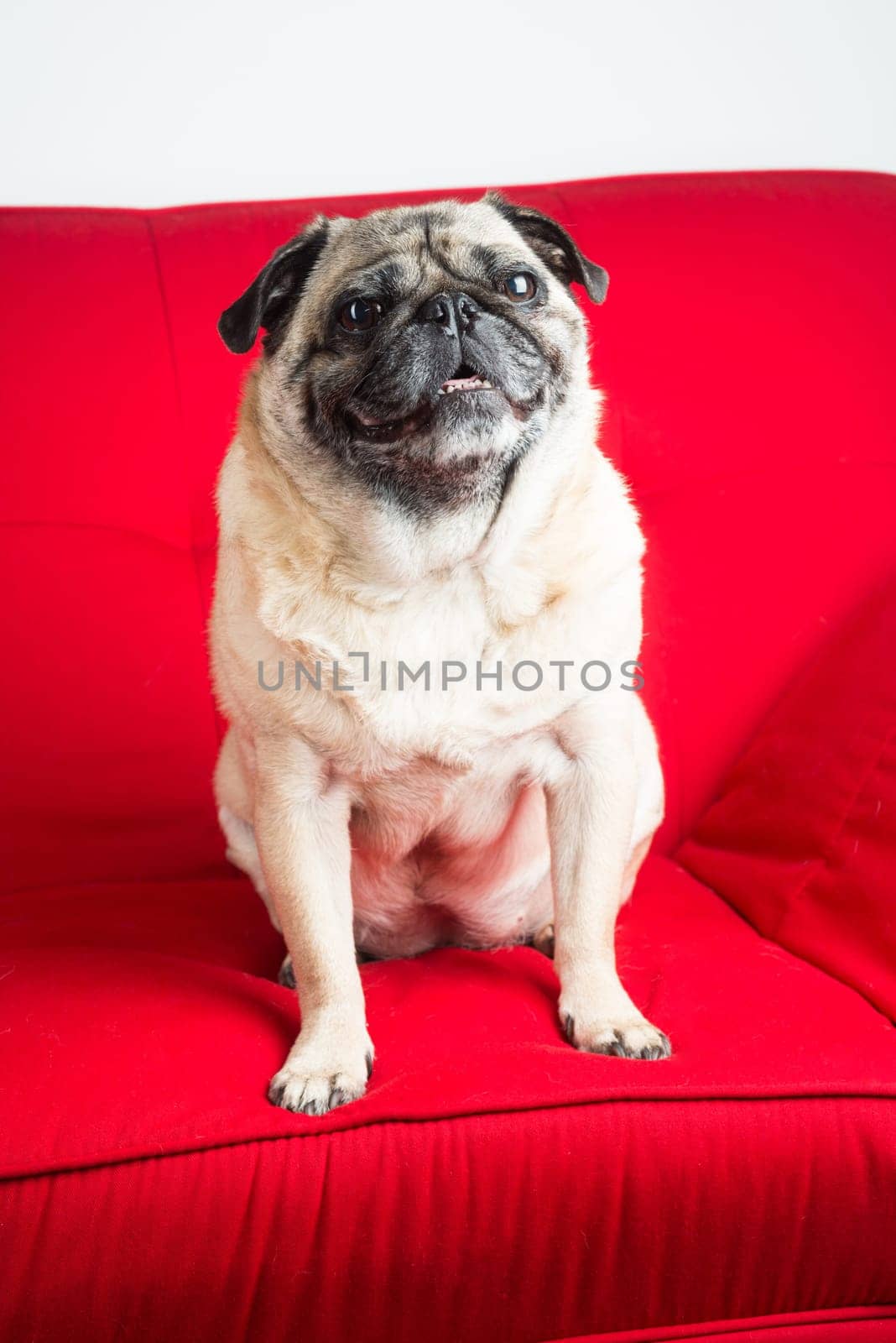 Pug on Red Couch.