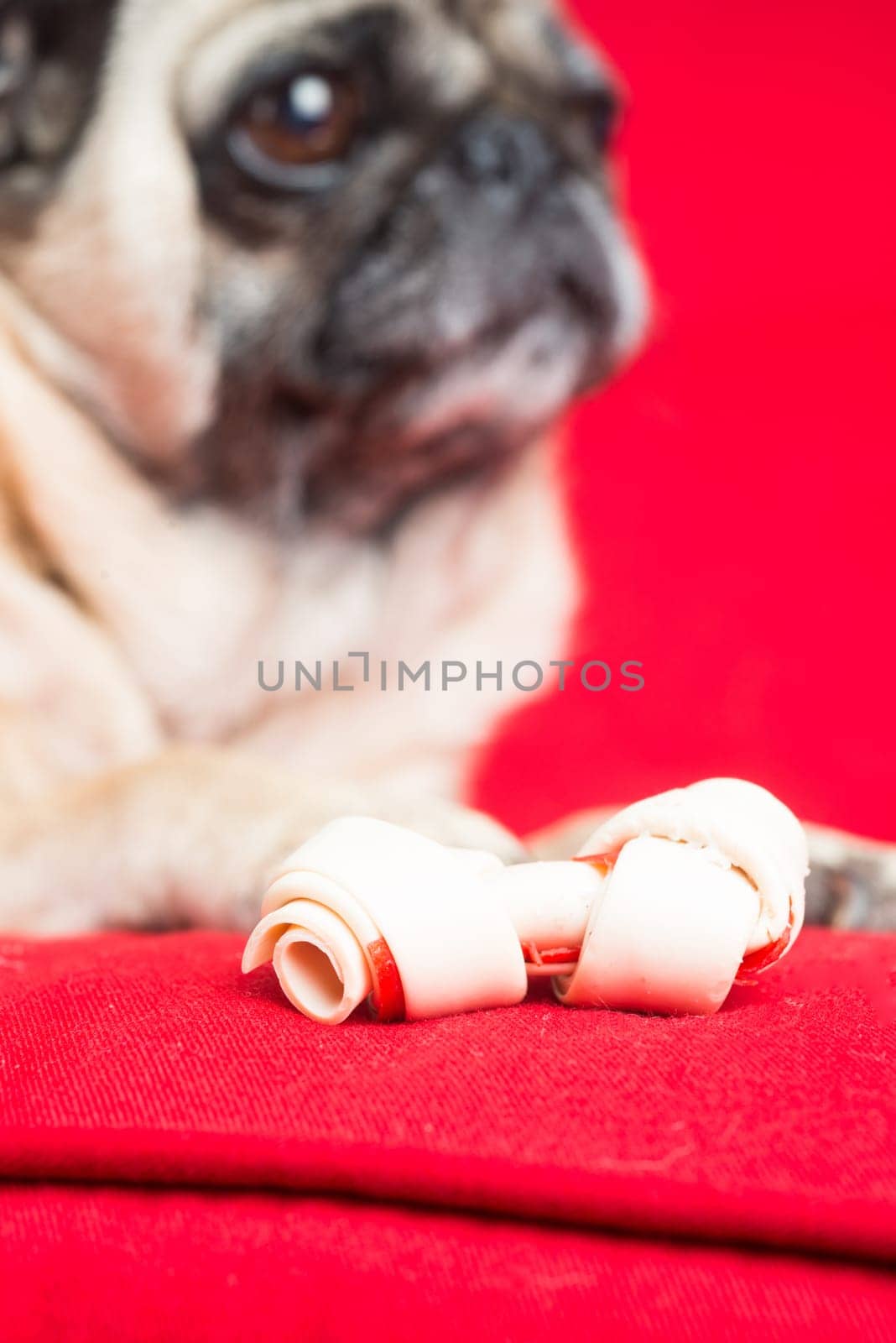 Pug on Red Couch.