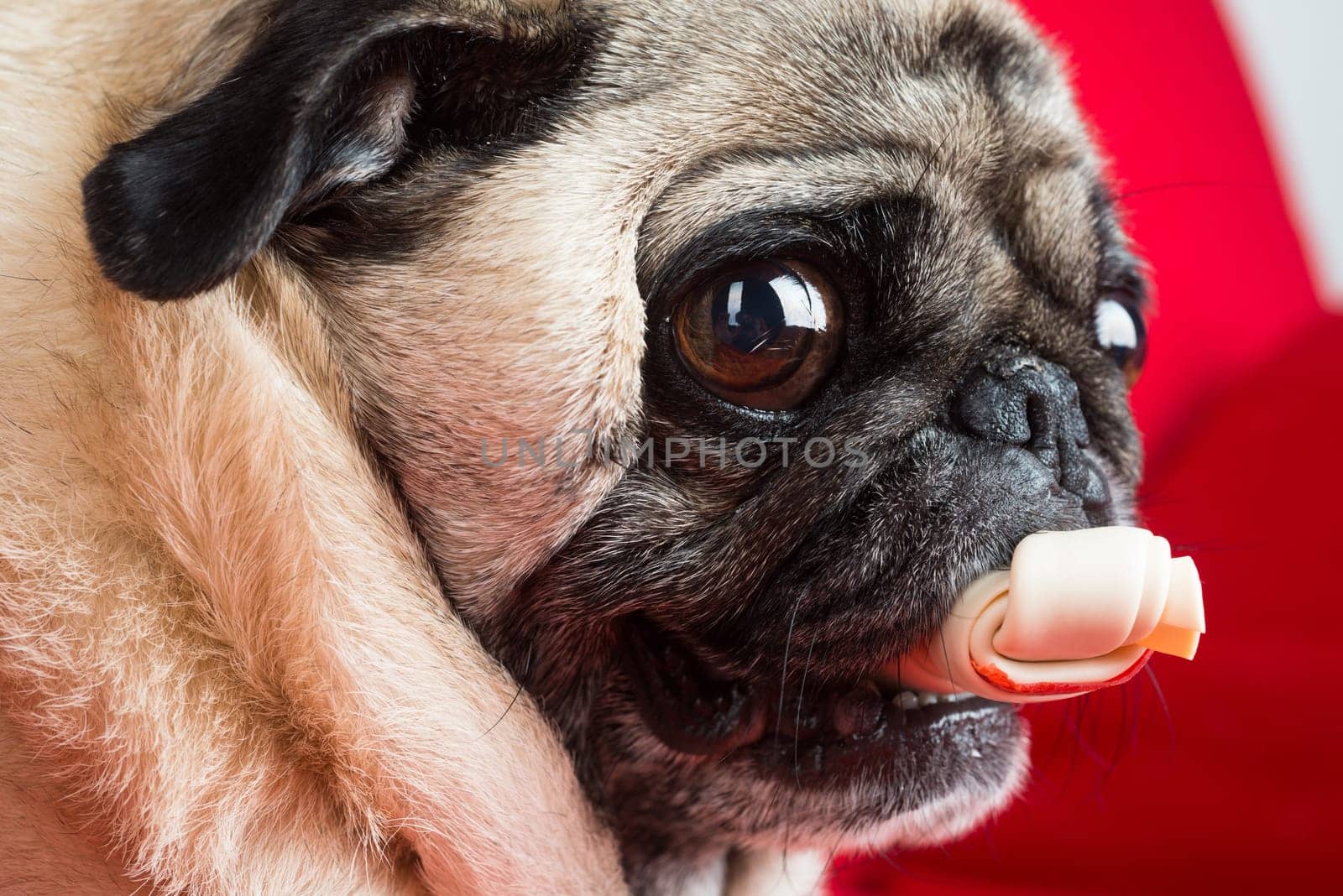 Pug on Red Couch.