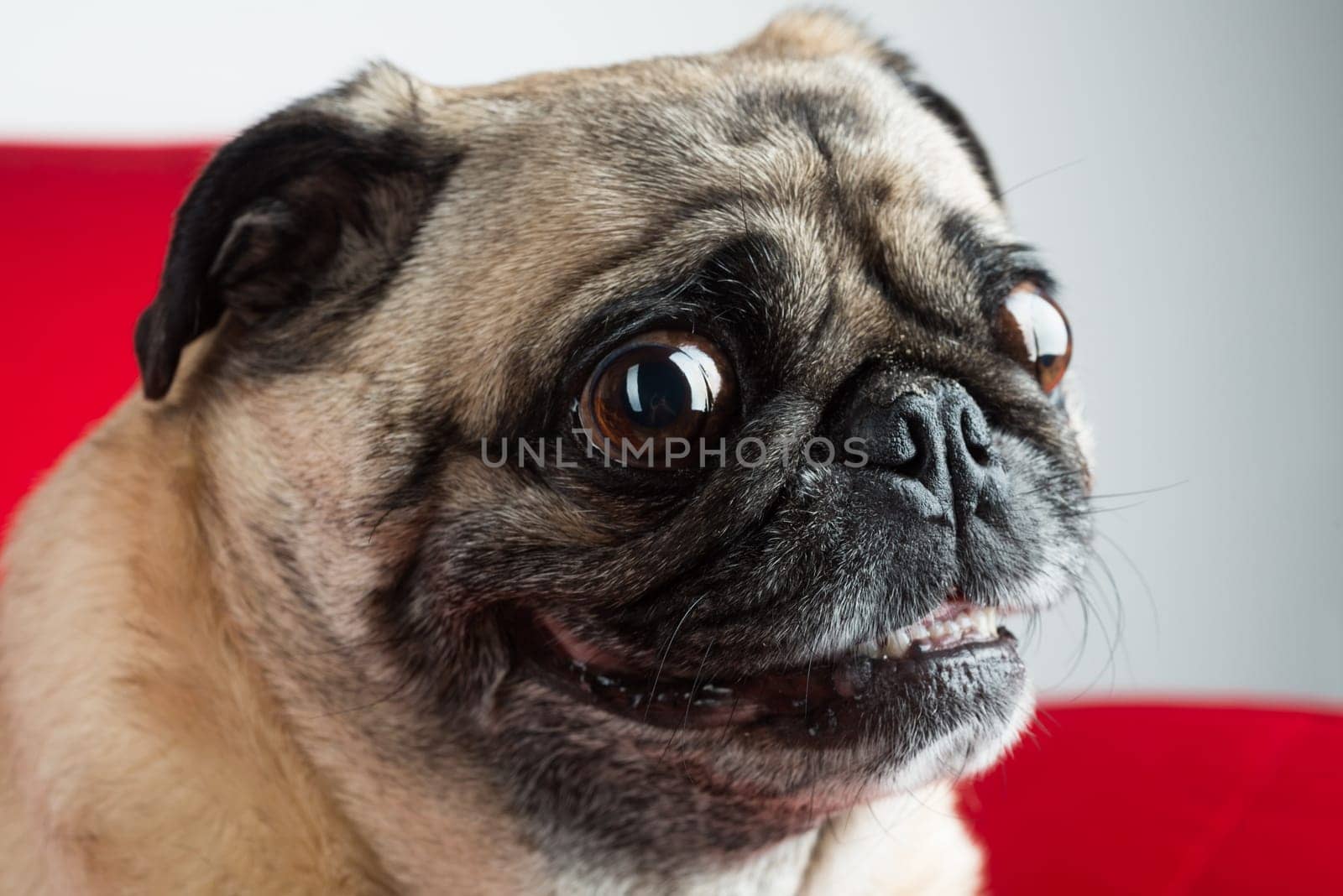 Pug on Red Couch.
