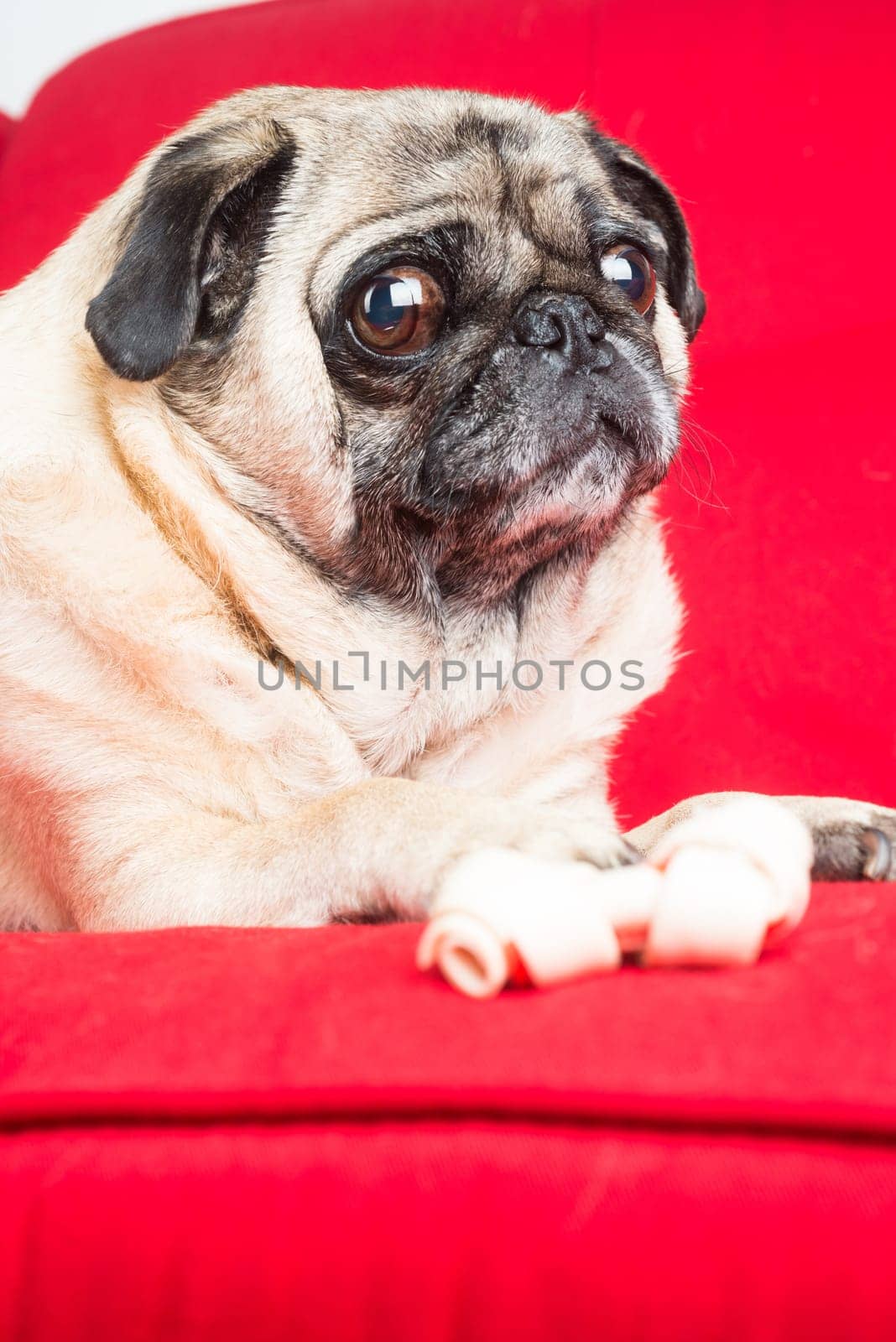 Pug on Red Couch.
