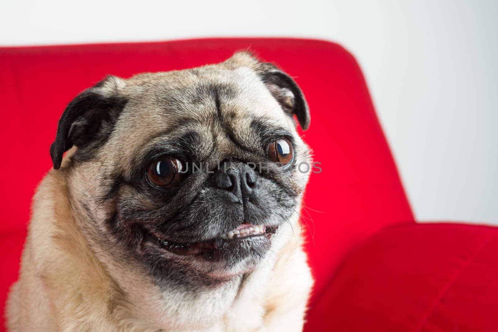 Pug on Red Couch.