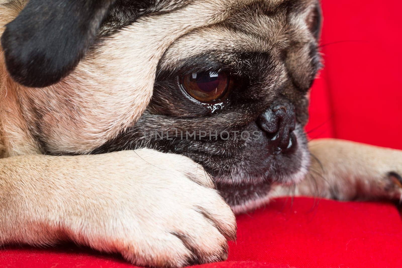 Pug on Red Couch.