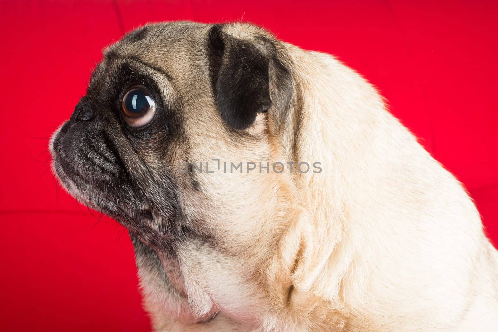 Pug on Red Couch.