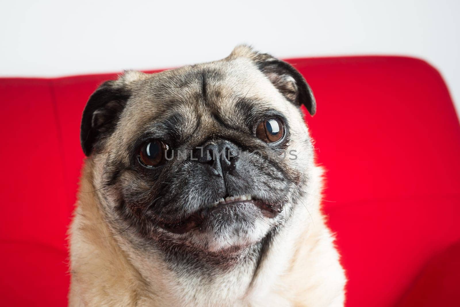 Pug Portrait