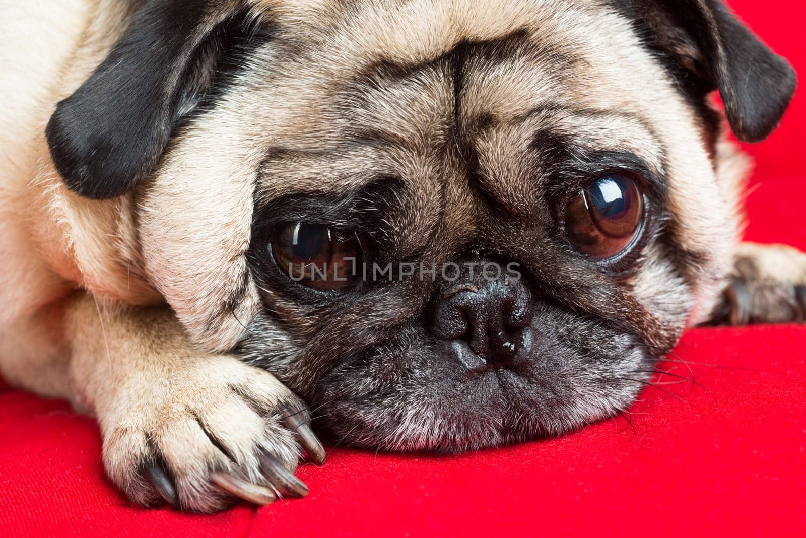 Pug on Red Couch.