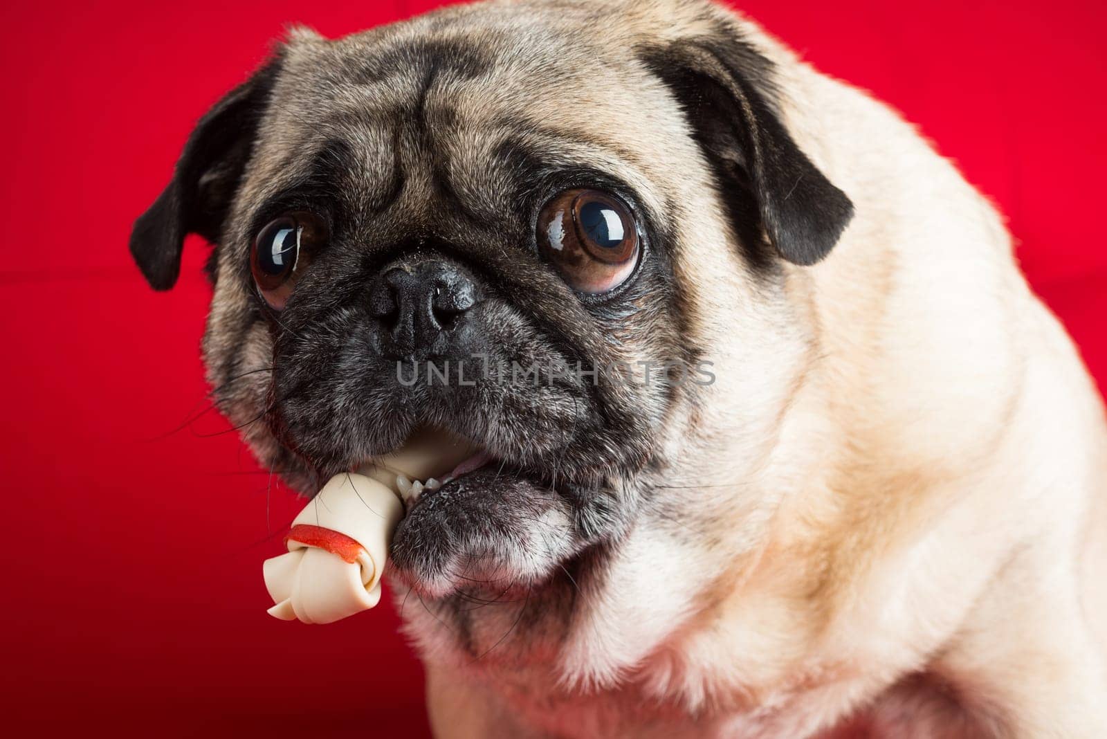 Pug with Treat