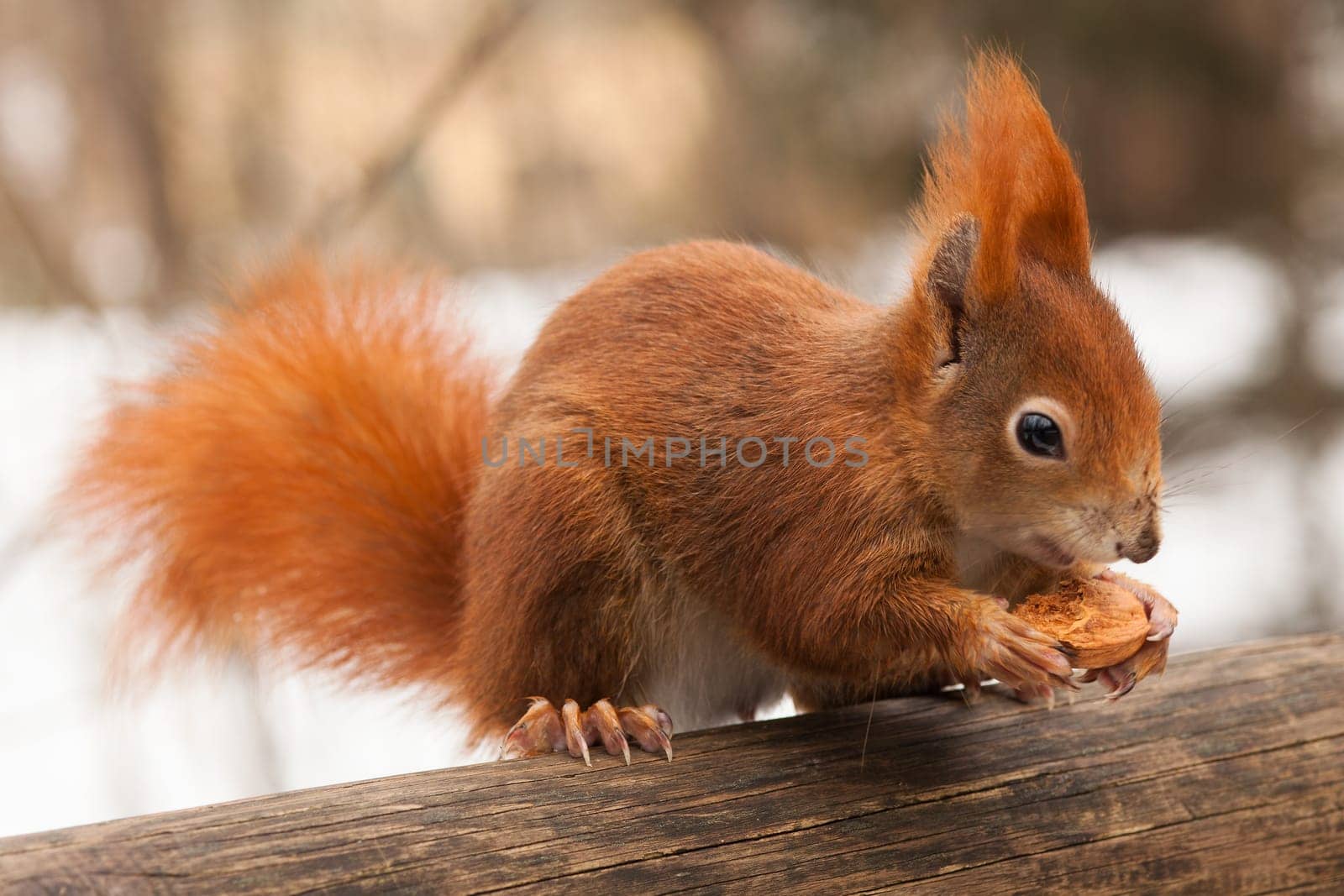 Squirrel,close-up of cuddly animal in winter