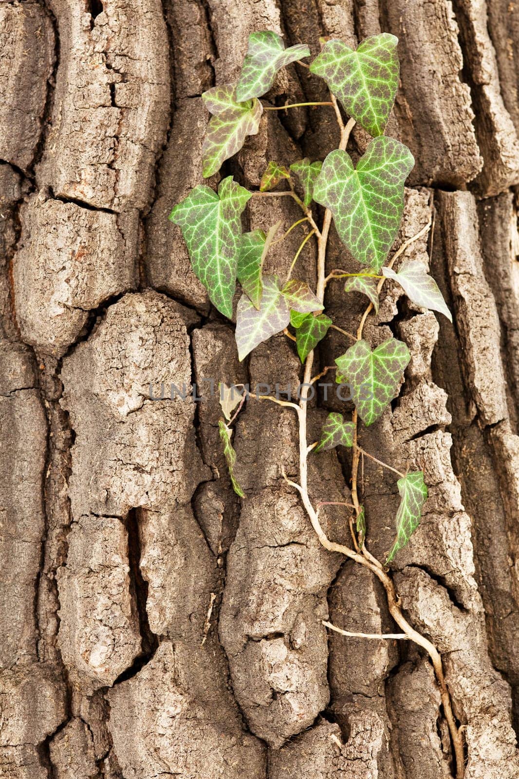 Tree bark with climbing plant,close-up of ivy on a tree