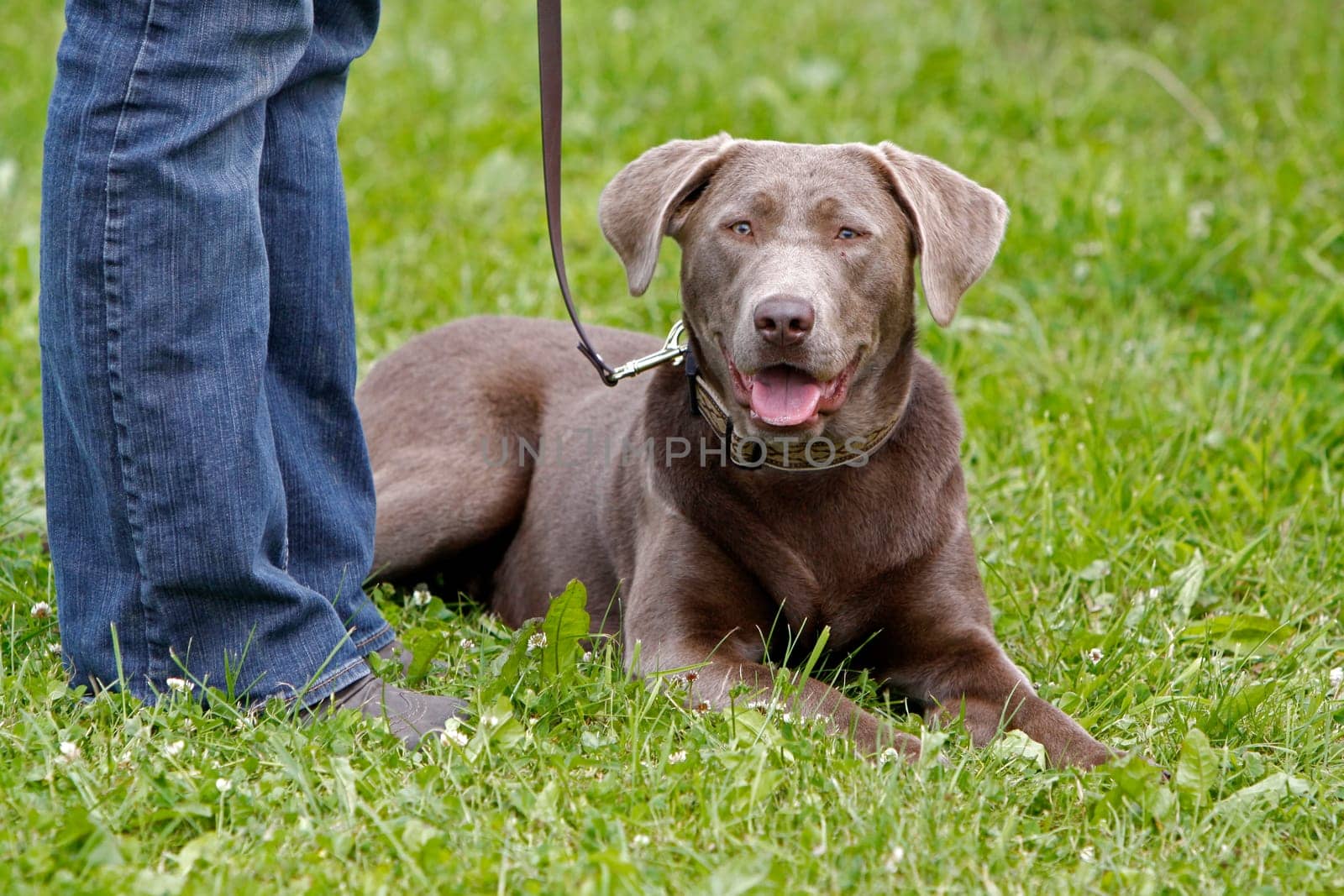 Brown Labrador
