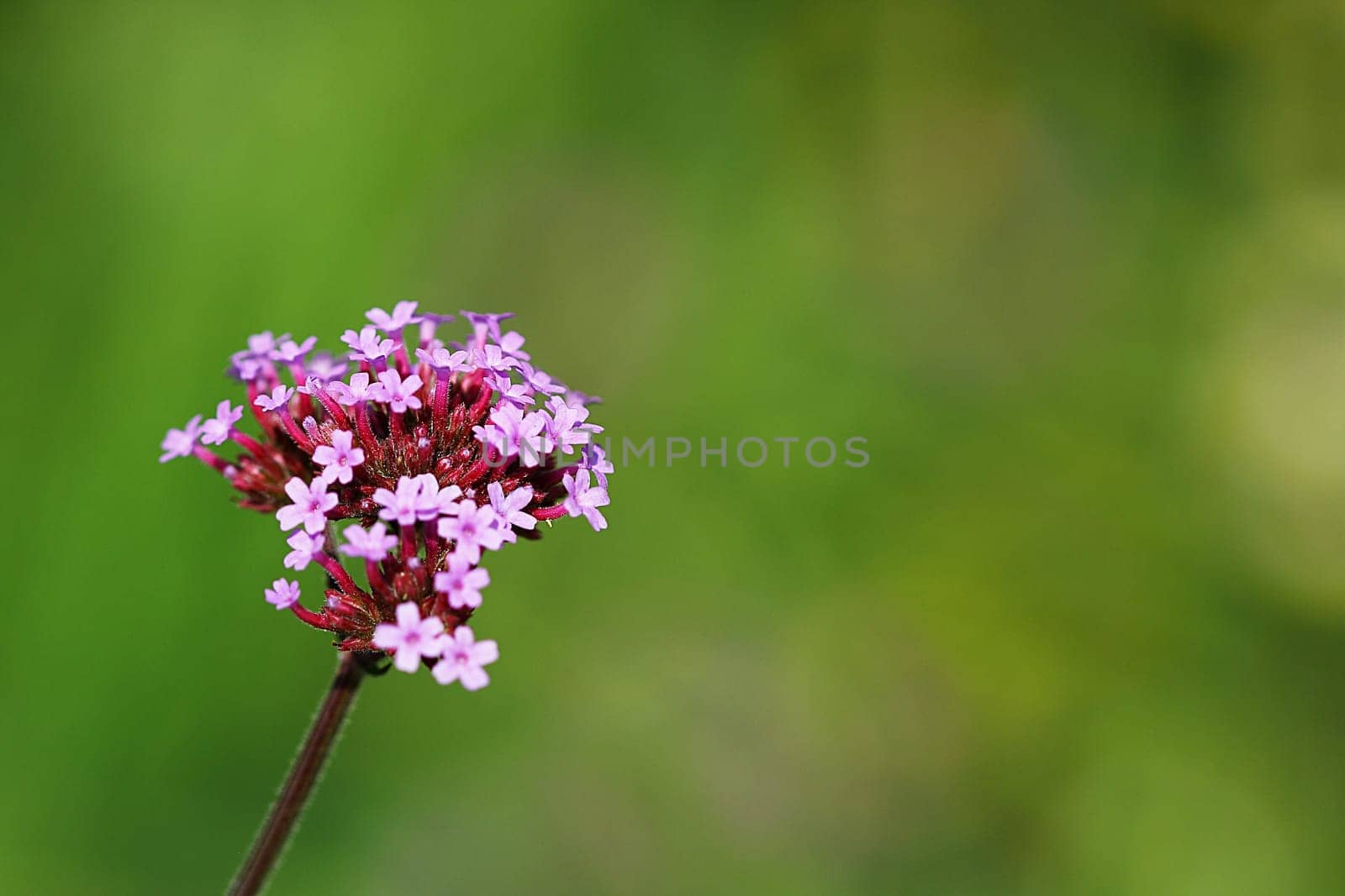 Argentine verbena Verbena bonariensis