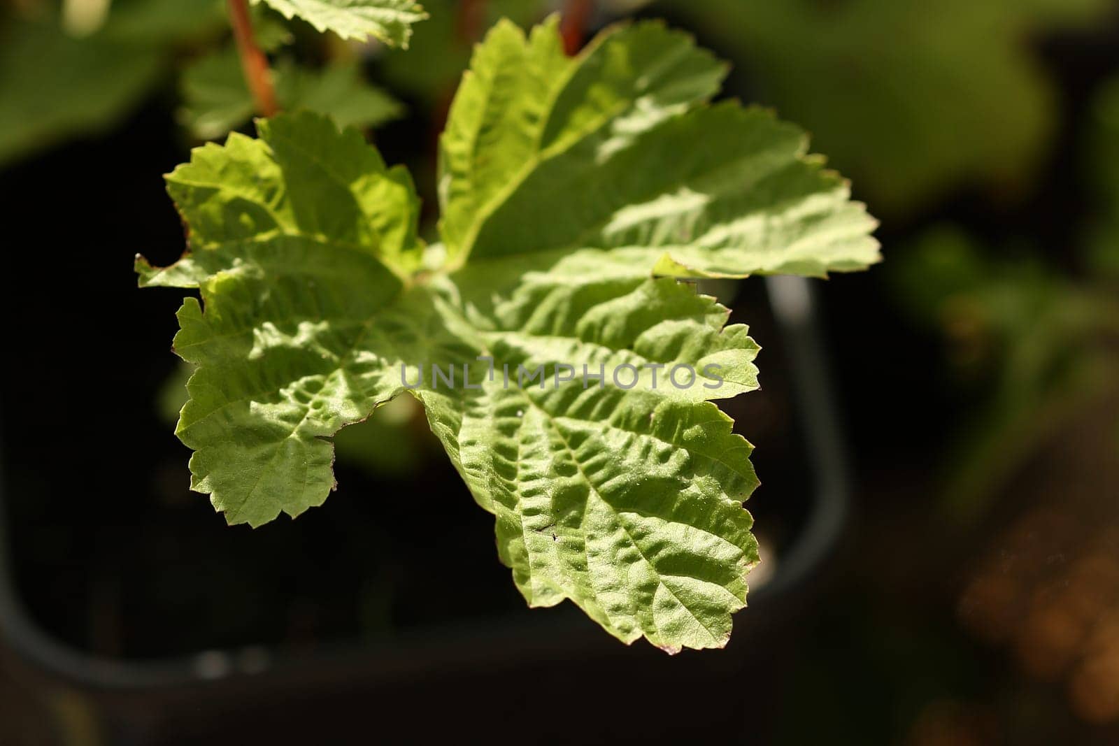 Meadowsweet Filipendula ulmaria