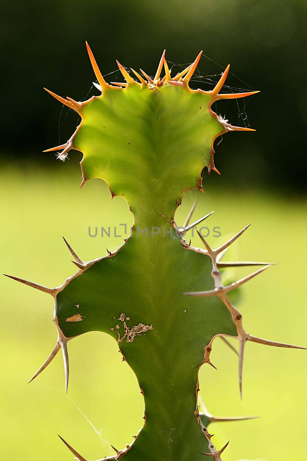 Cactus