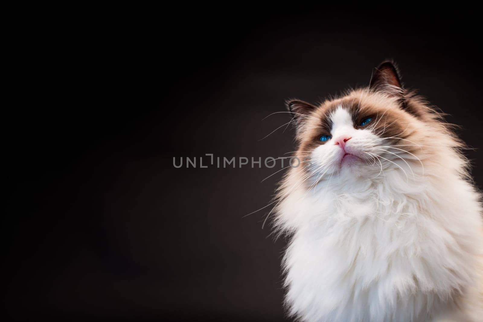 Beautiful young healthy Ragdoll cat isolated on a black background. High quality photo
