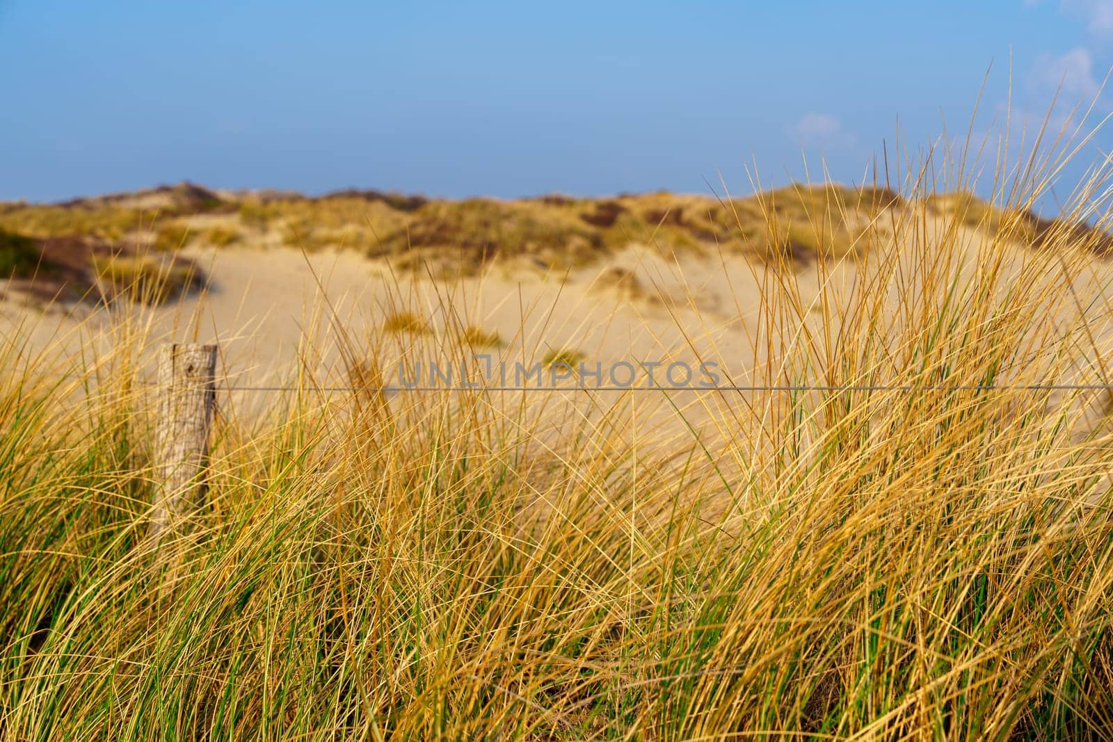 Sunny Day on Sandy Dunes in The Hague, Netherlands: Amazing Sand Dunes of Europe by PhotoTime