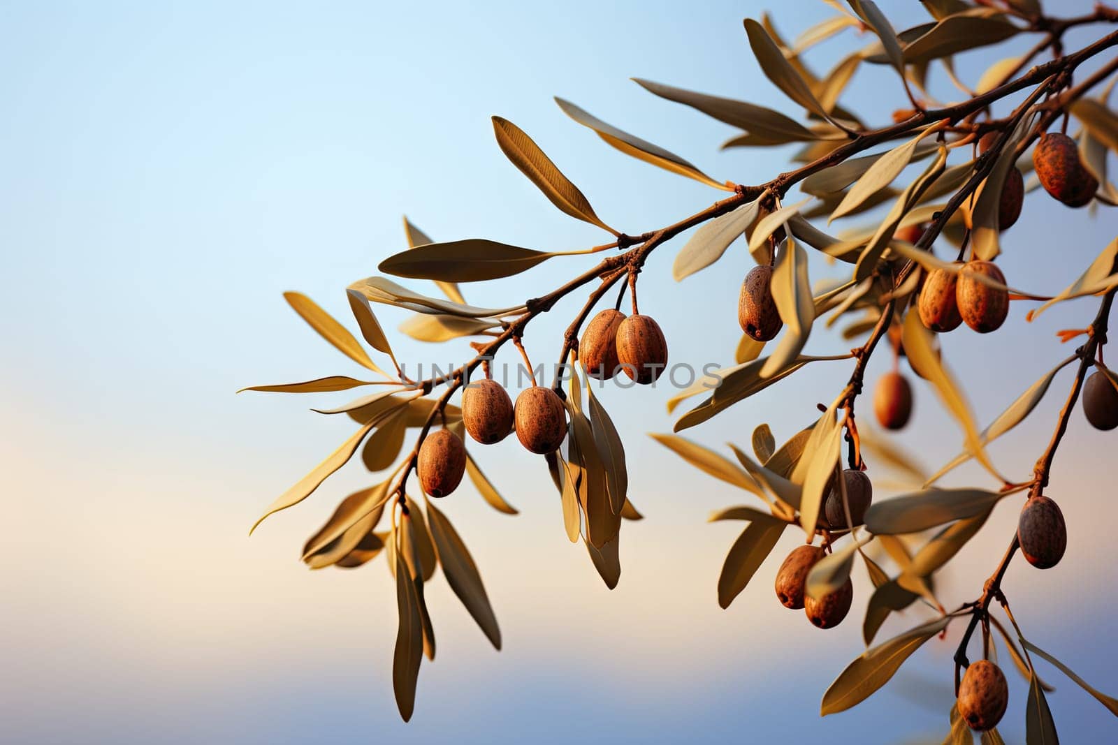 an image of olives hanging from a tree branch by golibtolibov