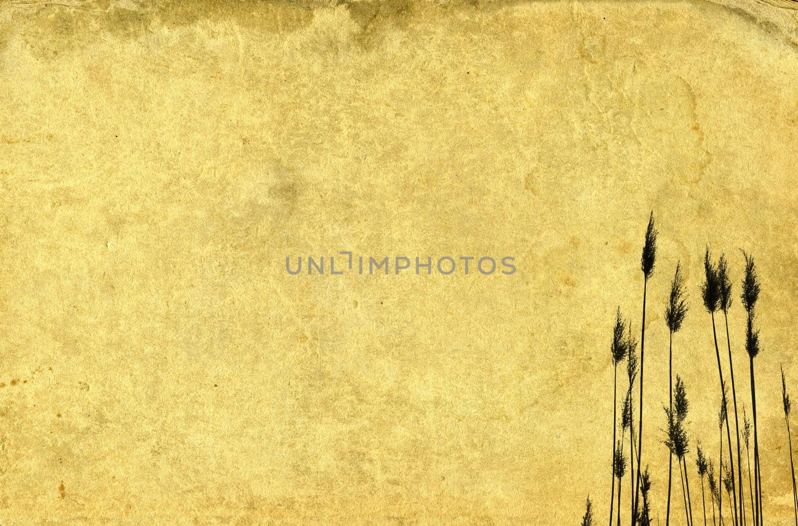 Grass illustration on vintage paper background