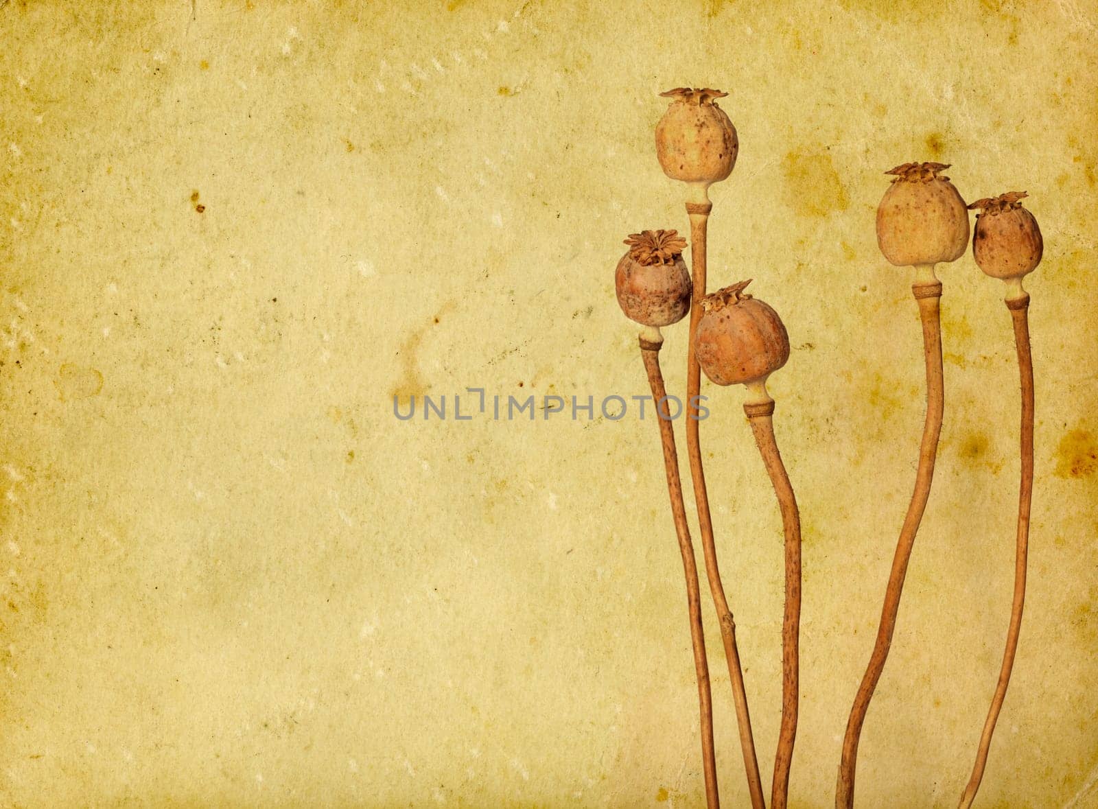 Dry poppies on old paper background