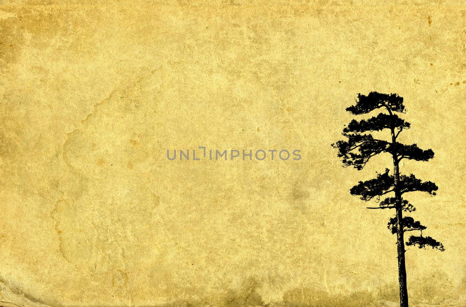 Pine tree illustration on vintage paper background