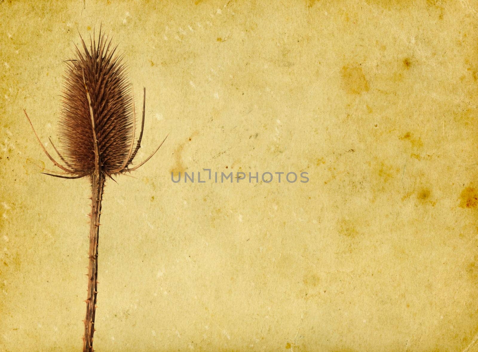 Thistle on vintage background