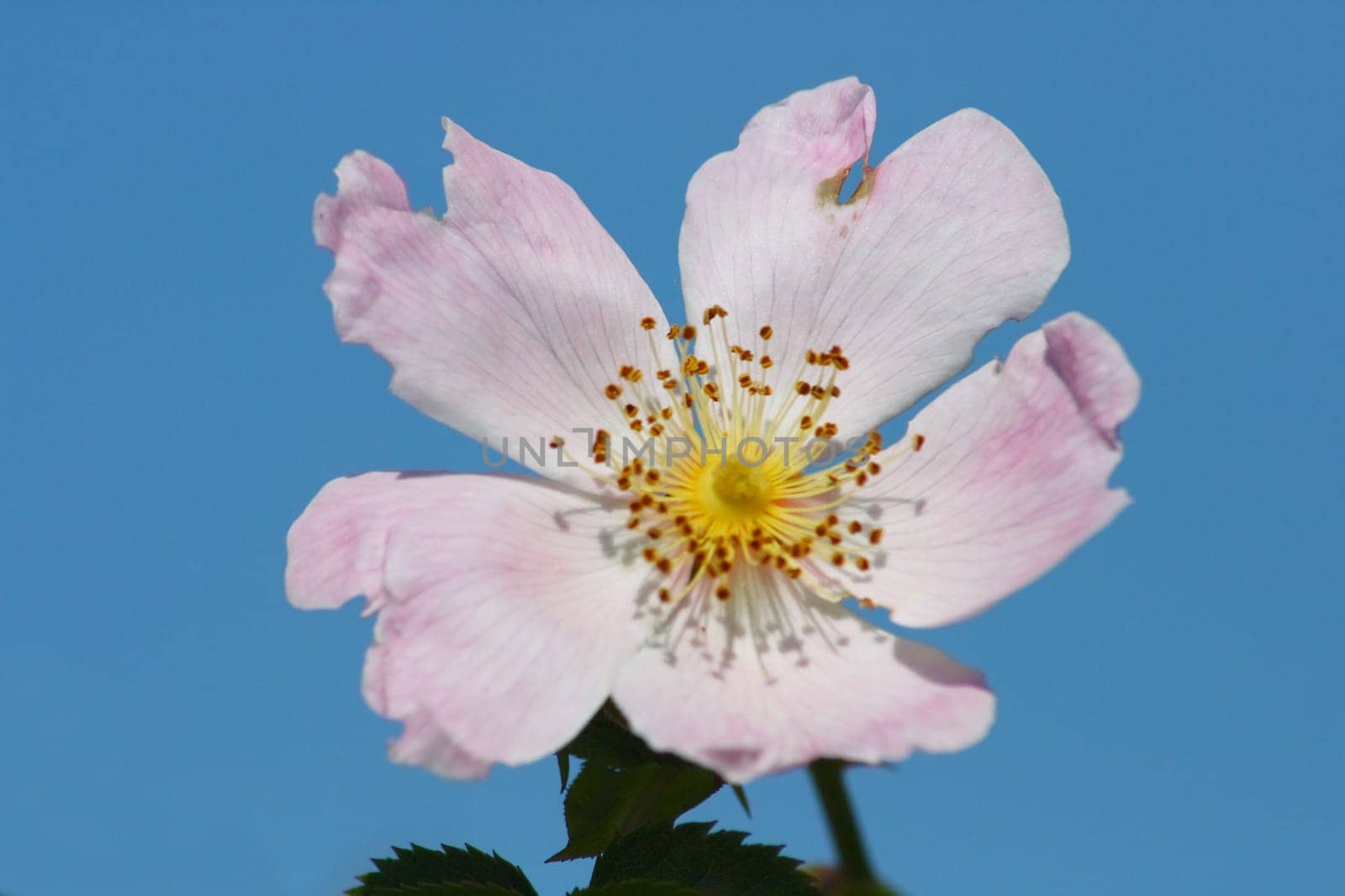 Close-up of a pink blooming wild dog rose