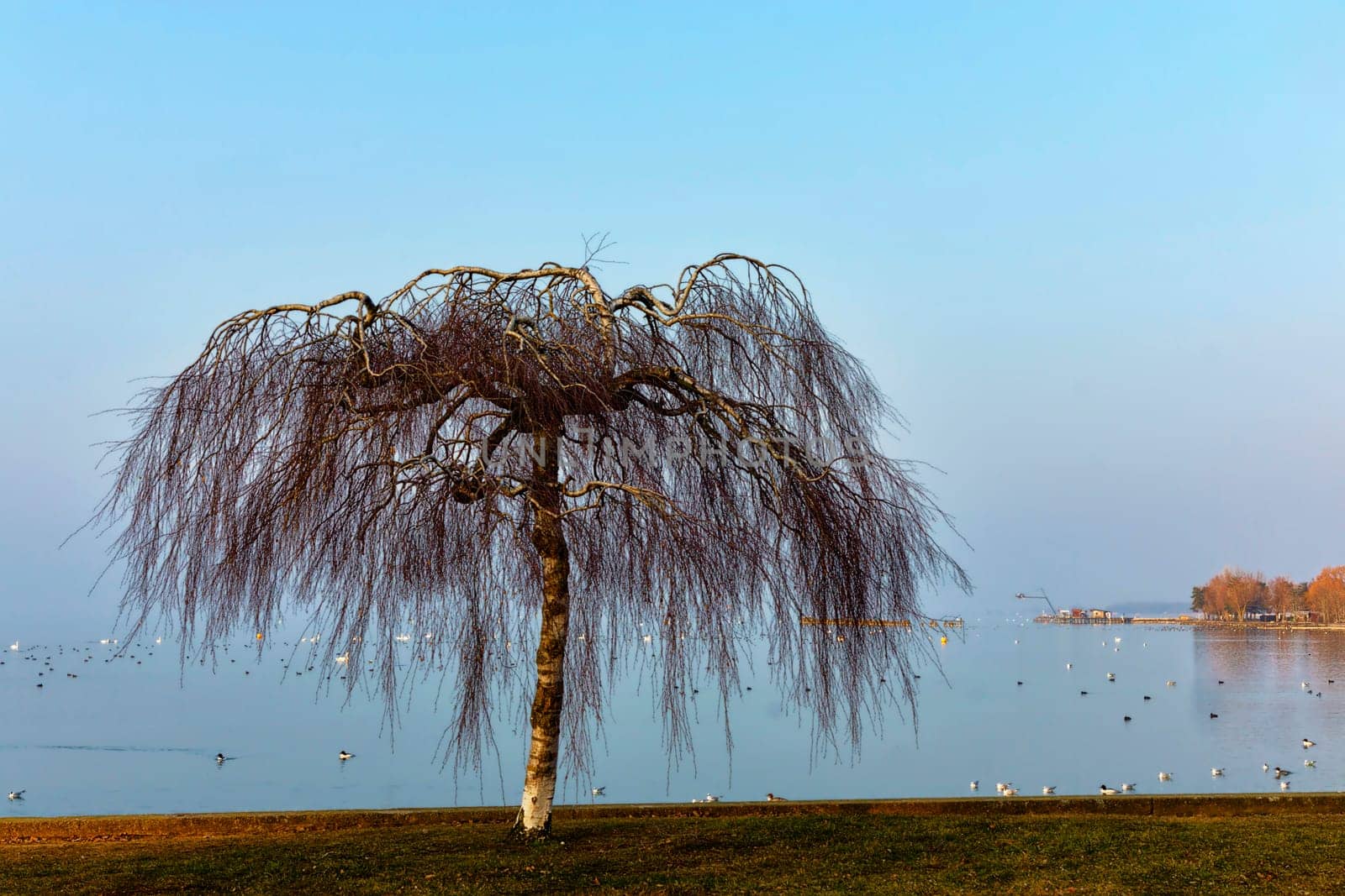 A touch of spring on Lake Neuchâtel