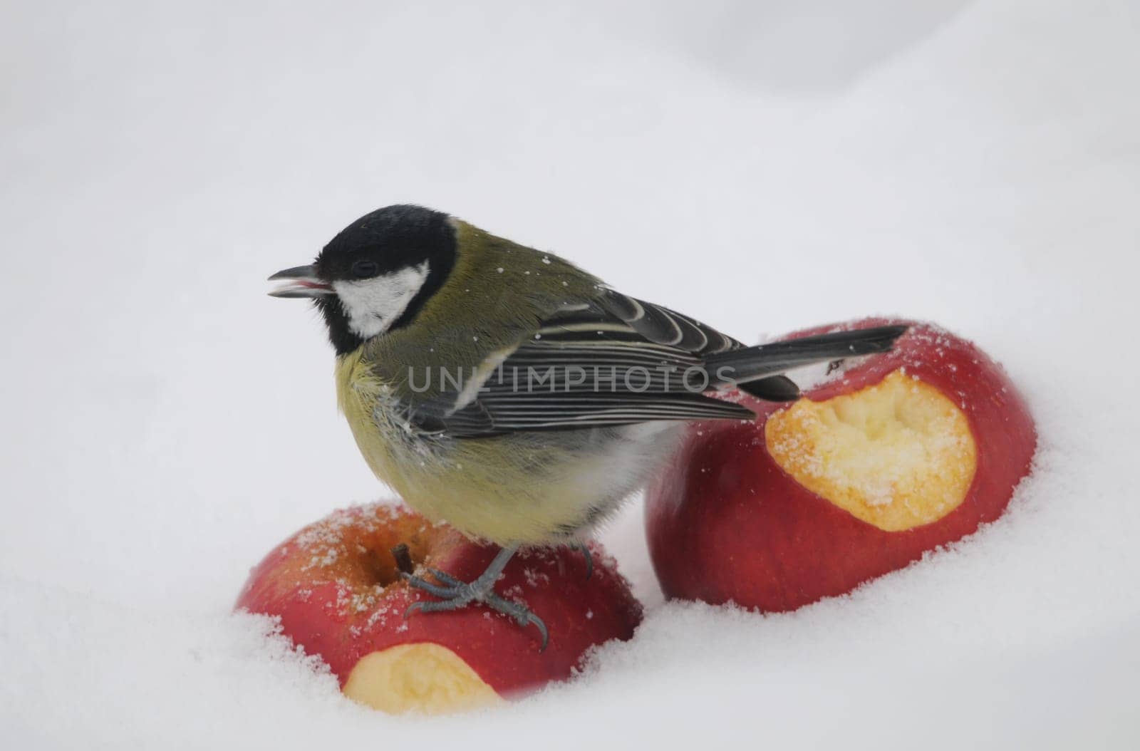 Great in the snow