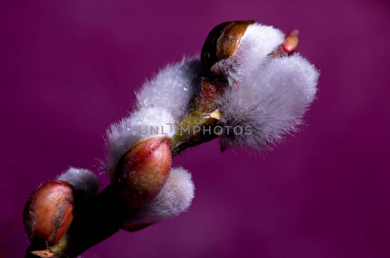 Willow catkin