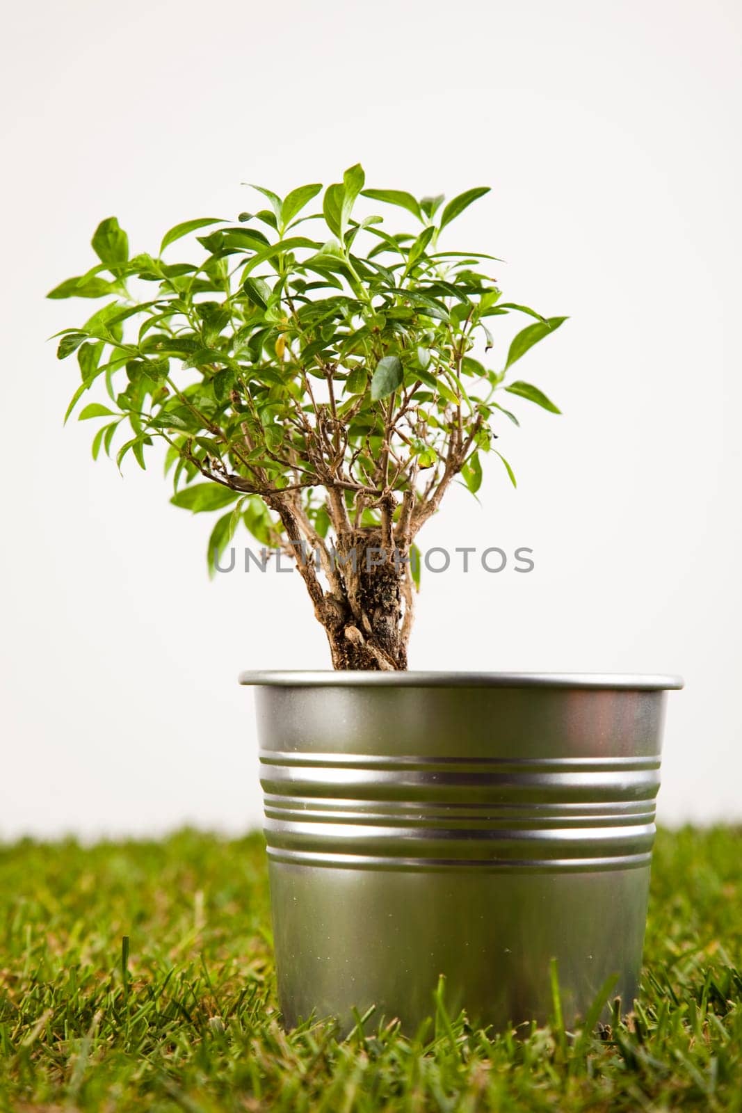 Gardening concept