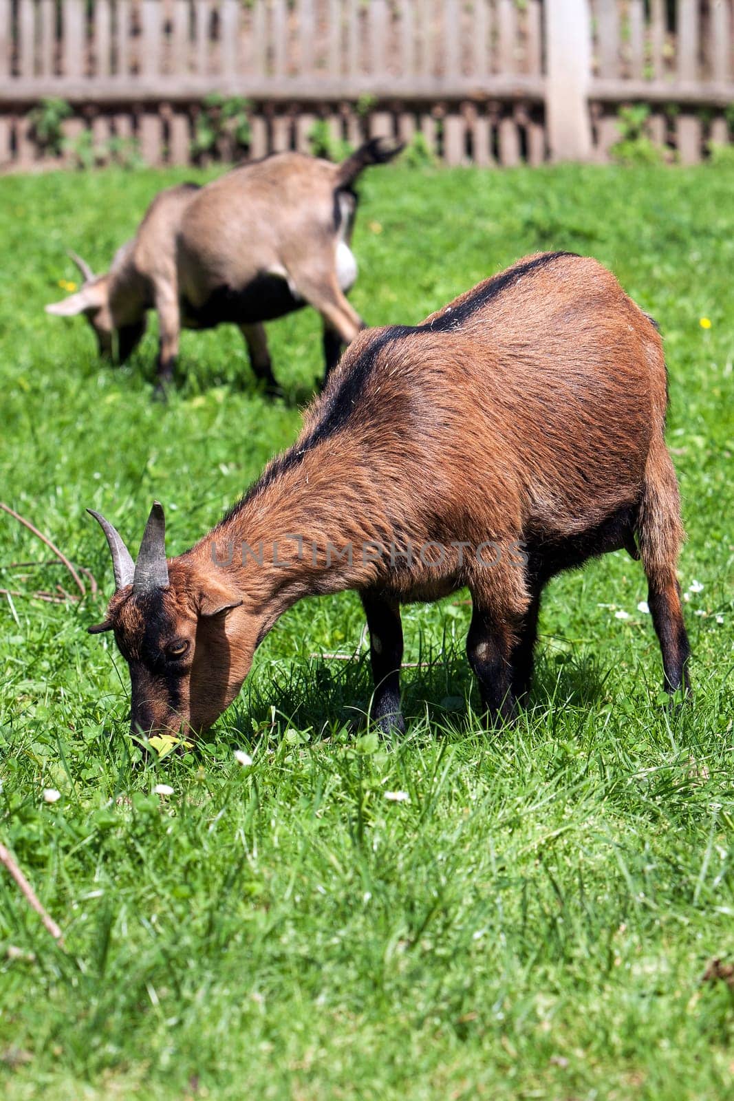 two brown goat pasture on spring