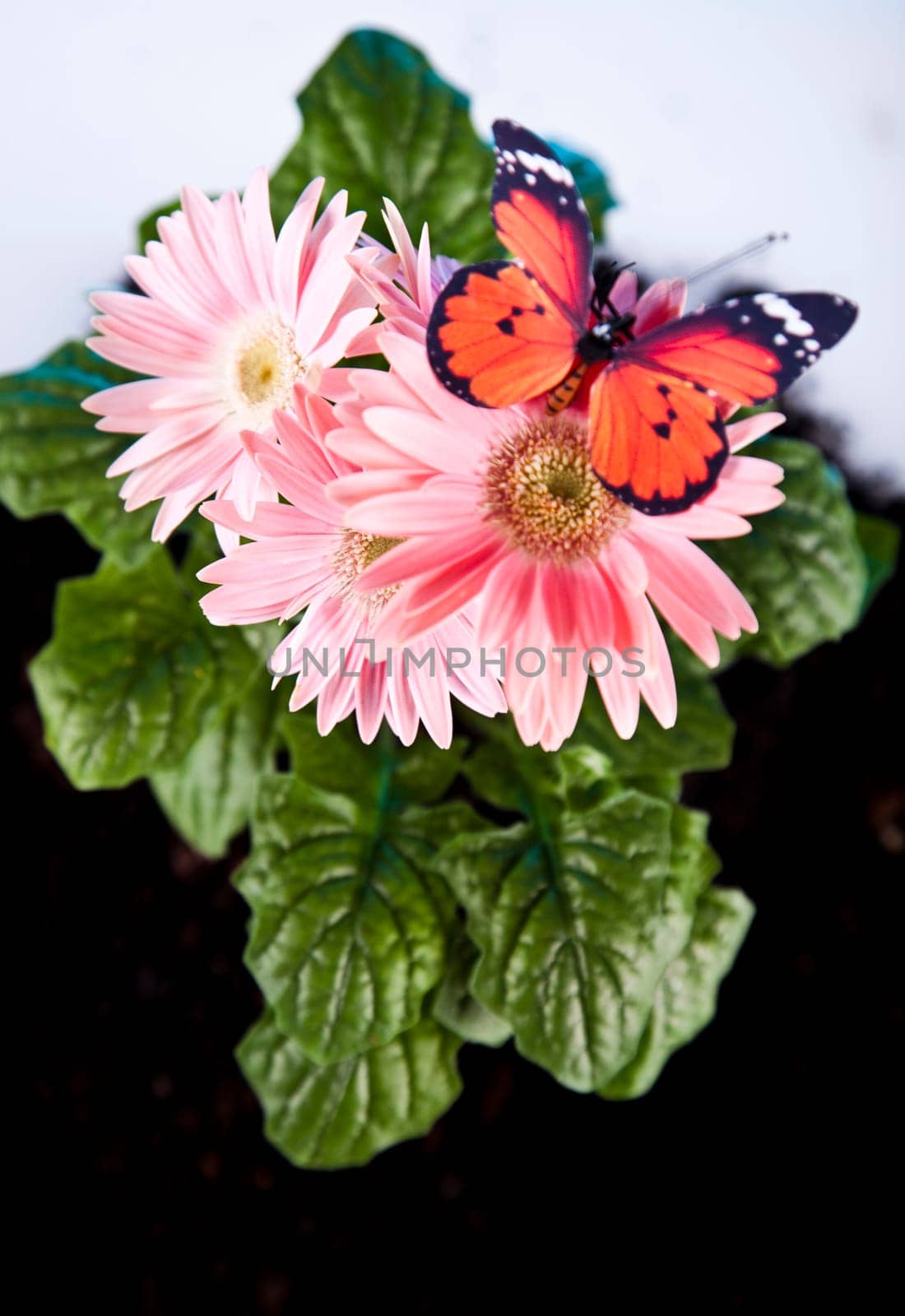 Gardening concept