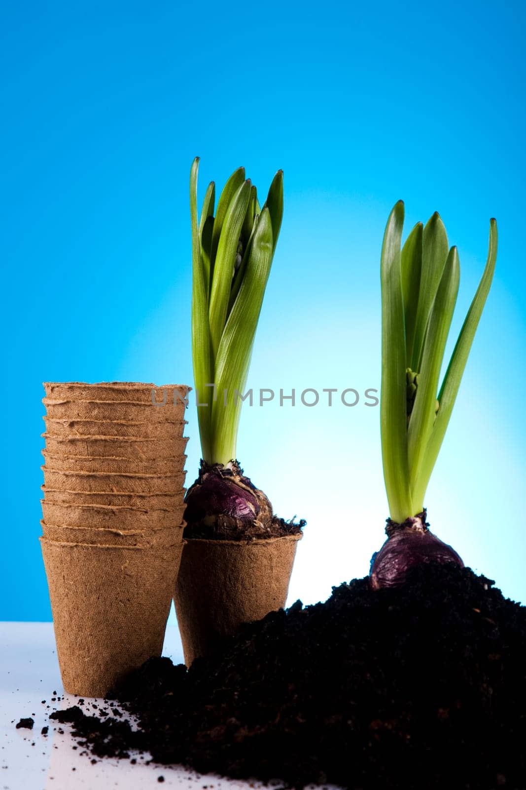 Garden concept