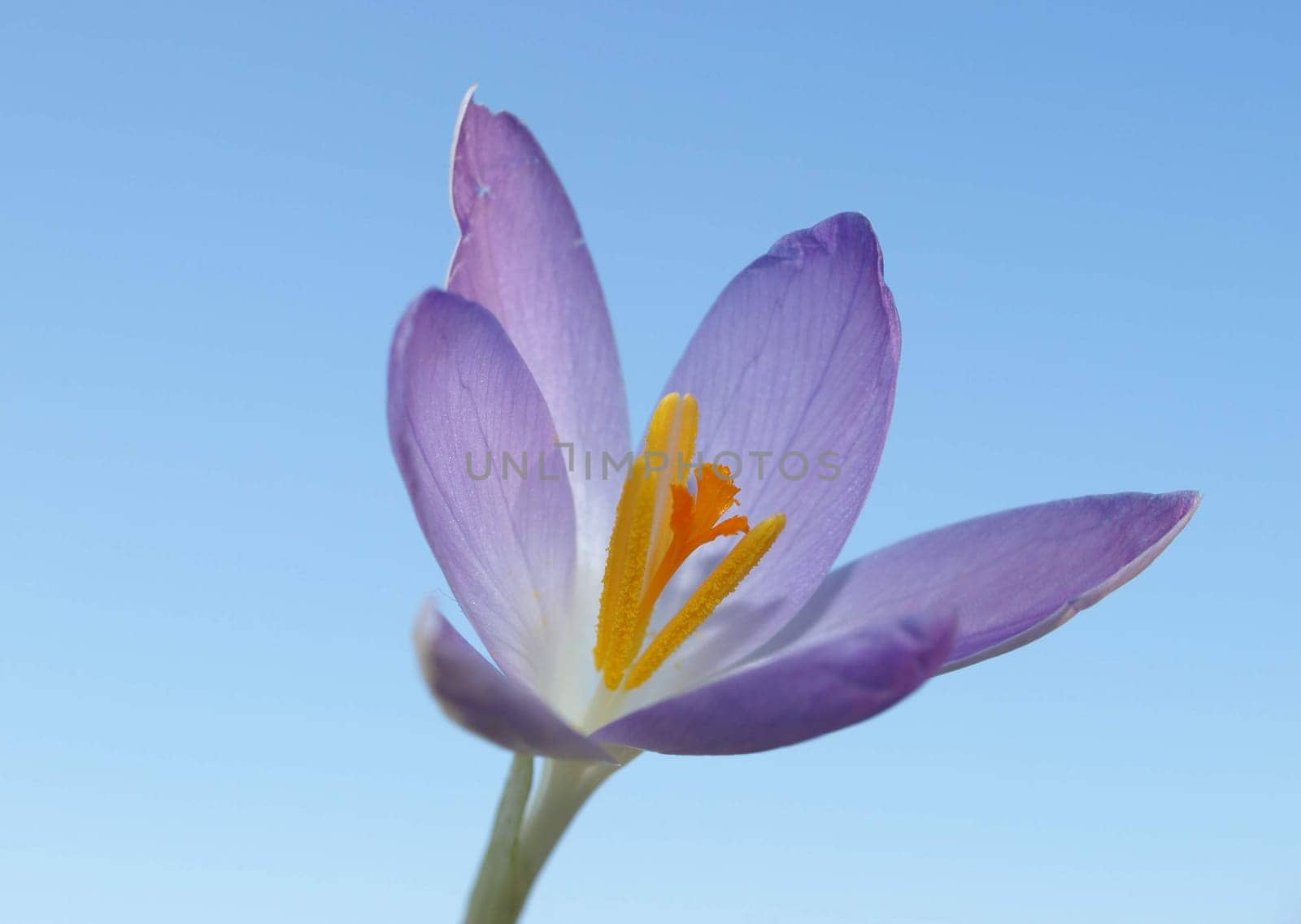 Wild Crocus
